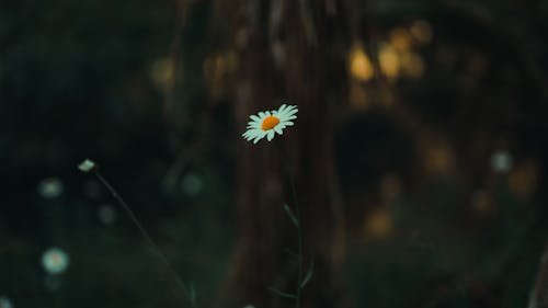 Foto profissional grátis de ao ar livre, close-up, flor