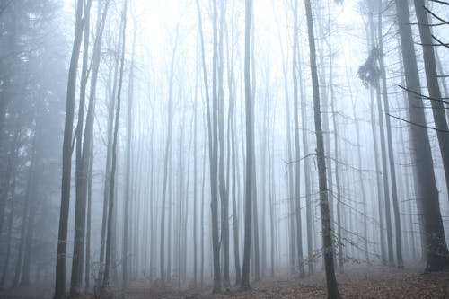 Arbres Sans Feuilles Sur La Forêt