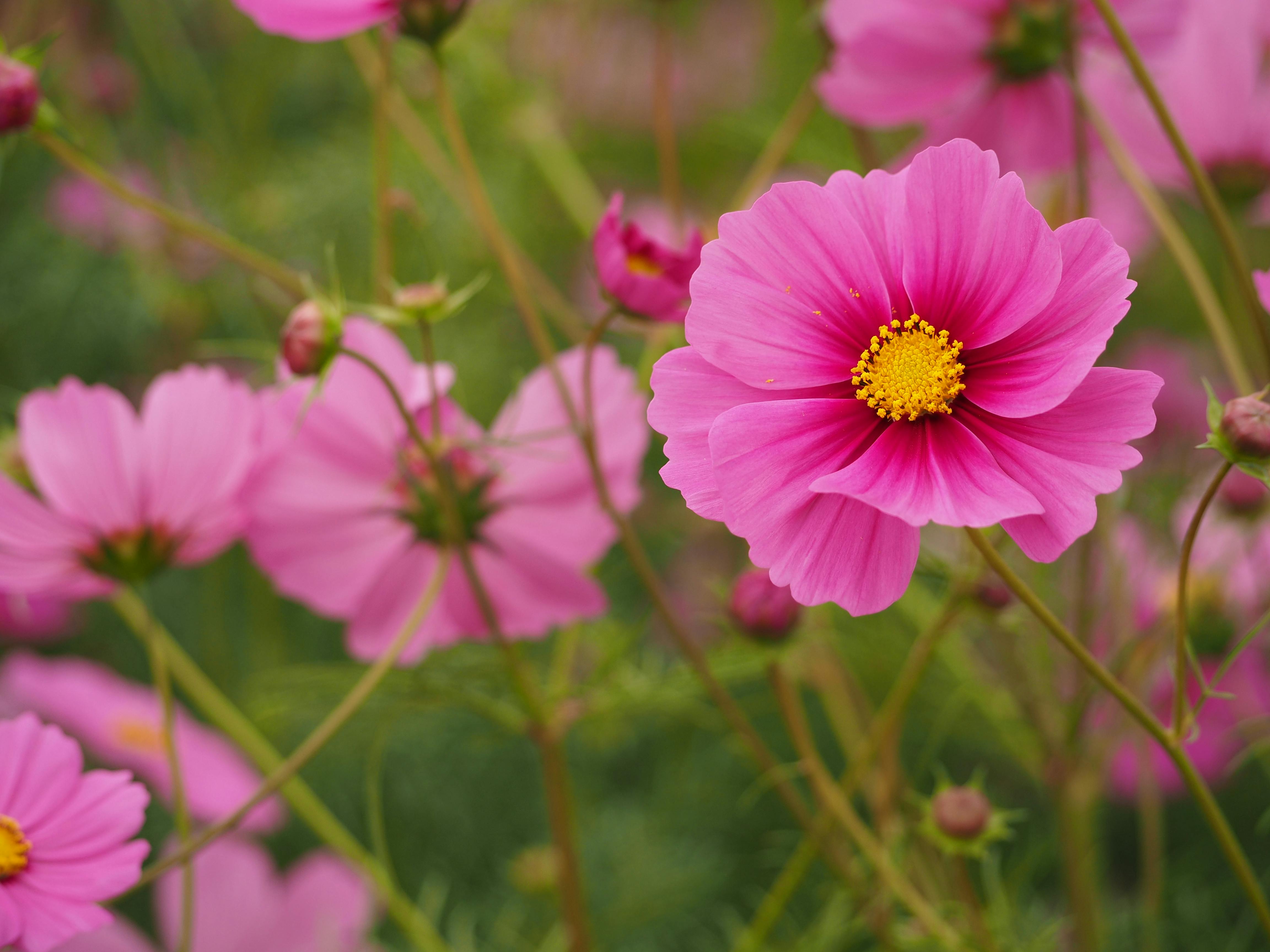 Les 10 combattants français à surveiller en 2026 : La nouvelle génération prend le pouvoir