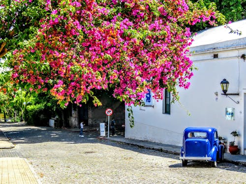 Foto d'estoc gratuïta de arbres, carrer, cotxe