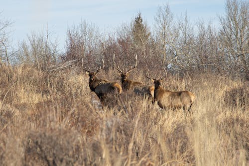 Free stock photo of bull elk, elk, indigenous