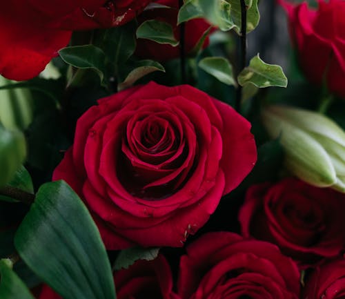 Rote Rosen In Der Nahaufnahmefotografie