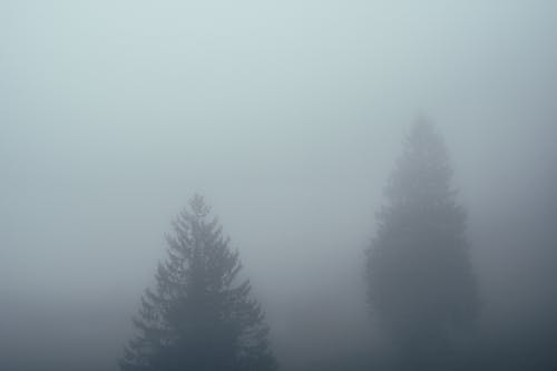 Free stock photo of dense fogg, fir trees, fog