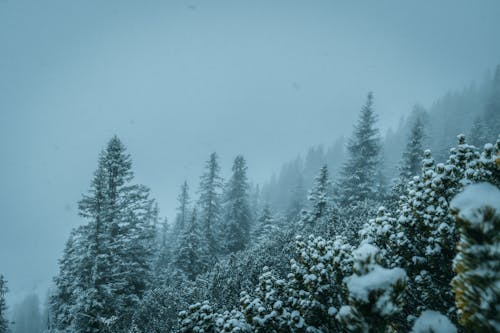 Green Pine Trees Covered With Snow