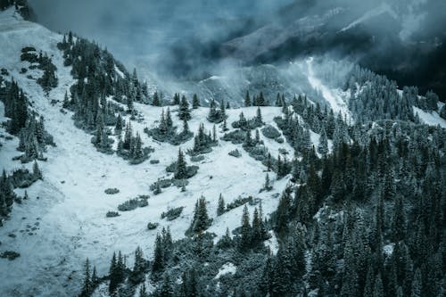 冬季, 冷, 大雪覆蓋 的 免費圖庫相片