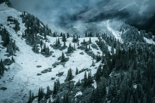A serene winter landscape showcasing snow-covered pines and a misty mountain valley.