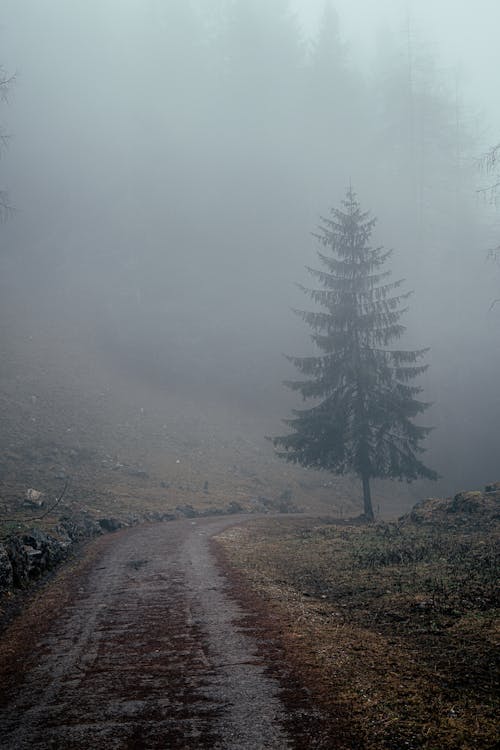 Pine Tree Along a Road on Brown Field during Foggy Weather