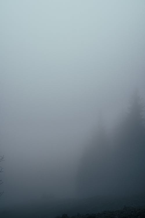 Free stock photo of dense fogg, fir trees, fog