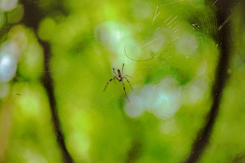 Spider crawling on thin transparent web hanging against blurred green foliage in forest
