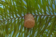 Wasp hive hanging on branch of palm