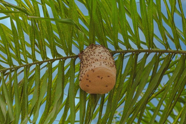 Wasp Hive Hanging On Branch Of Palm