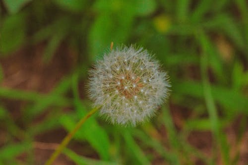 Fluffy dandelion growing among green grass