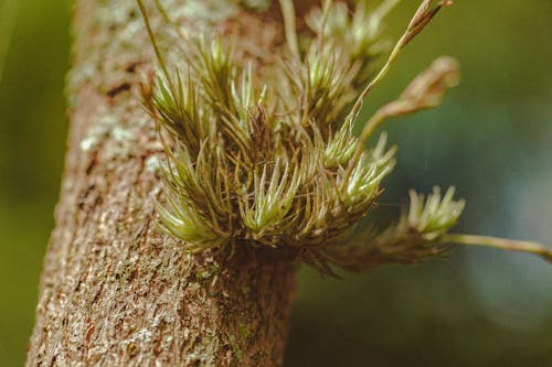 Low angle of thin stalks growing on trunk of coniferous tree in forest