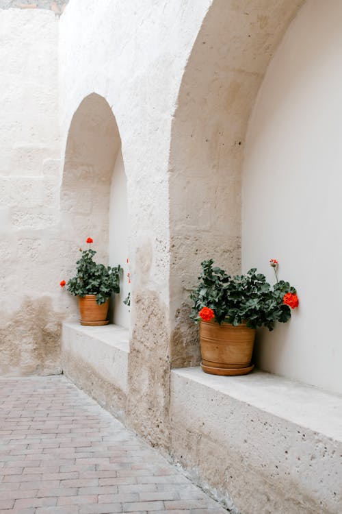 Pots with blooming red flowers on old stone wall in street in summer day