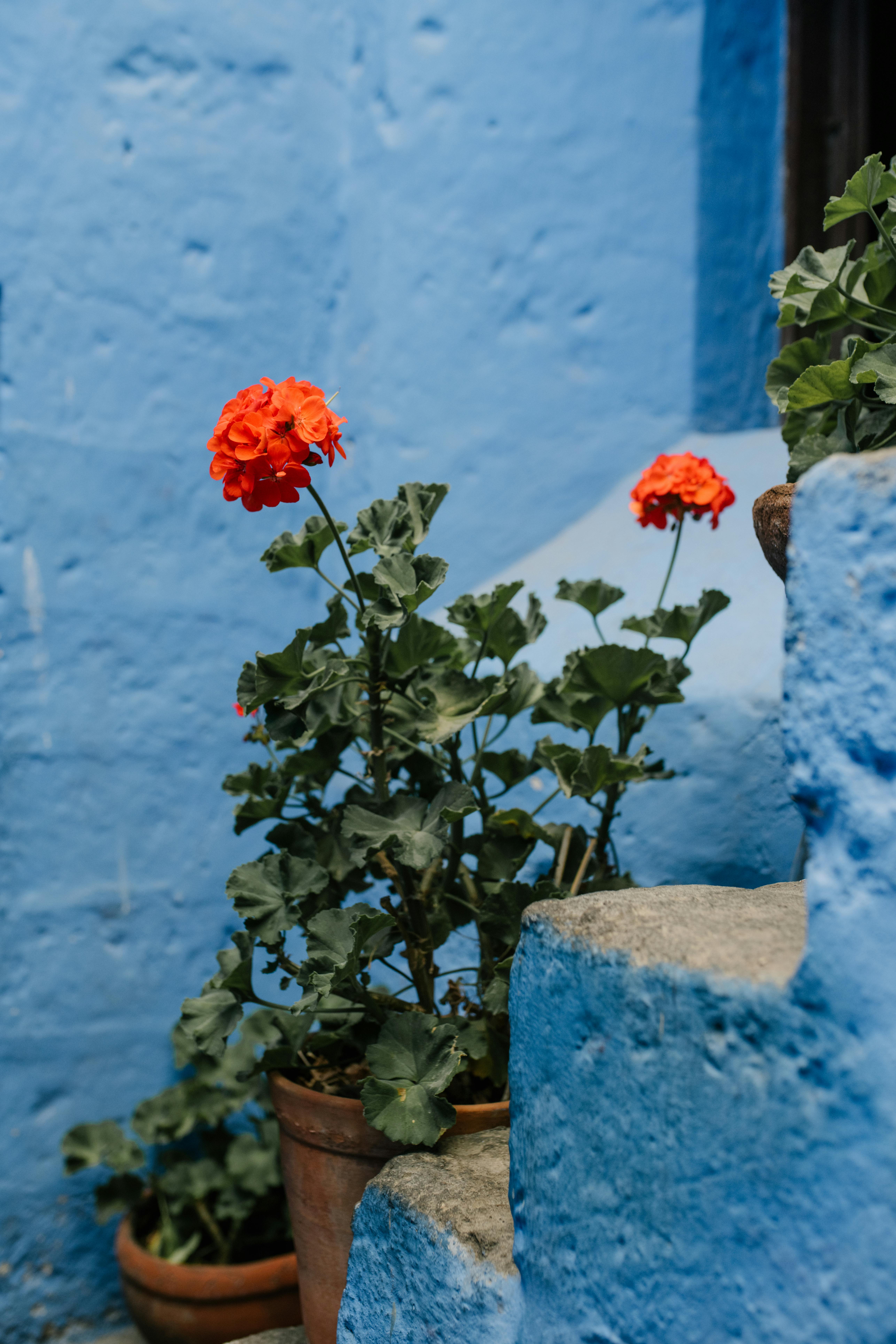 kitchen decoration