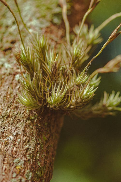 Foto d'estoc gratuïta de fulles verdes, natura, primer pla