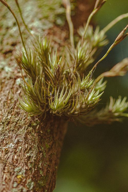 Free Close-up view of green epiphytic plant on a tree trunk showcasing nature's intricate details. Stock Photo