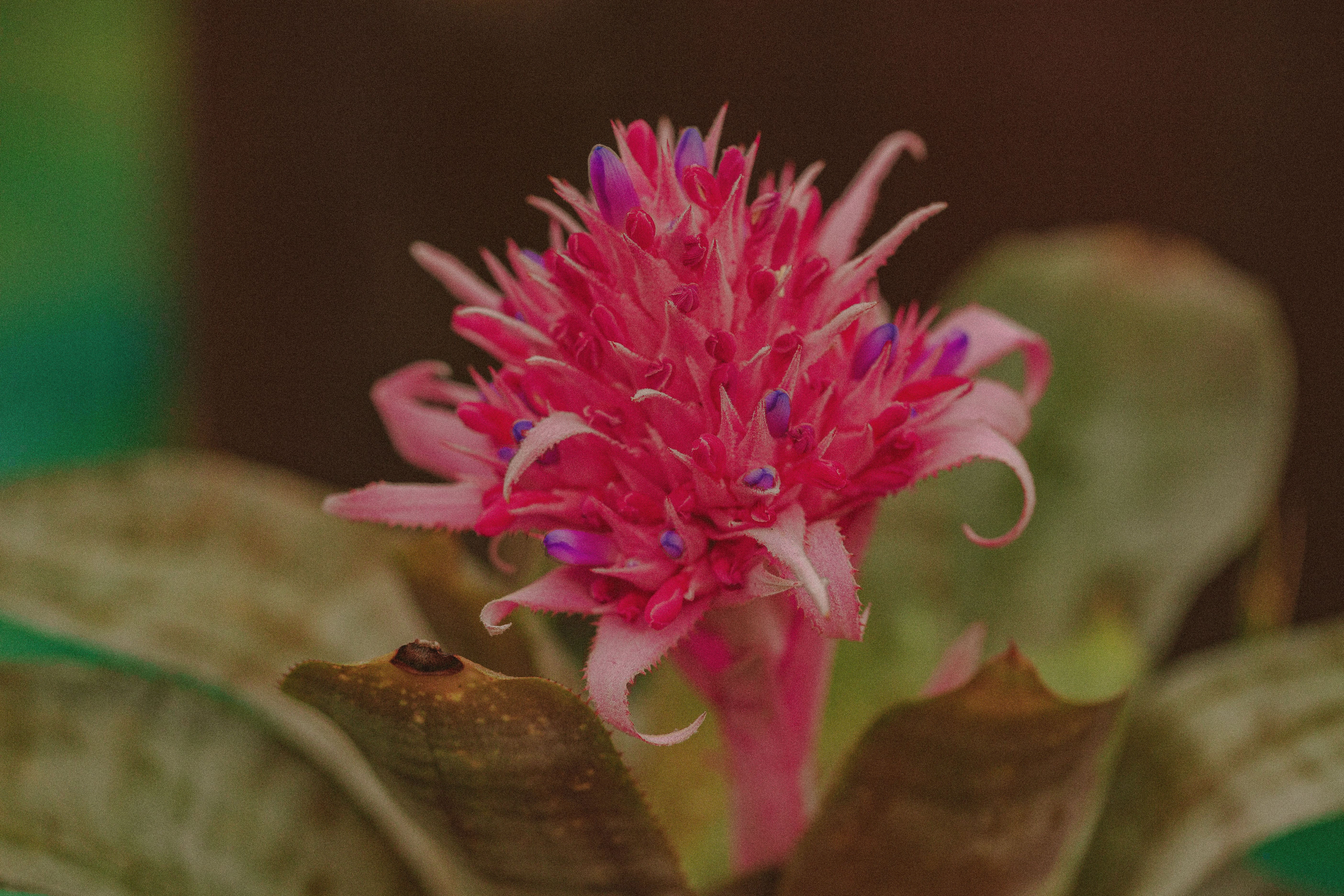 Aechmea Blue Rain