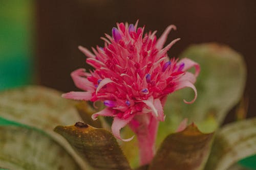 Bright blossoming inflorescence with colorful pink bud of tropical flowering plant Aechmea with foliage