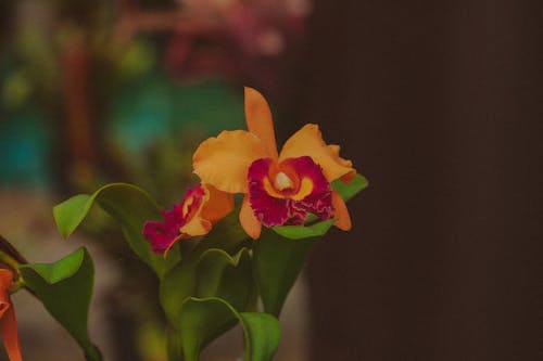 Bright blooming flowers with colorful thin petals of orchid and green leaves against blurred background