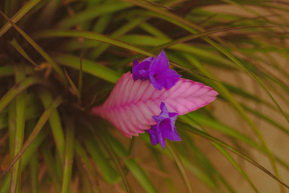 Fotomural Acercamiento de una vibrante flor de Tillandsia rosa y púrpura rodeada de follaje verde exuberante.