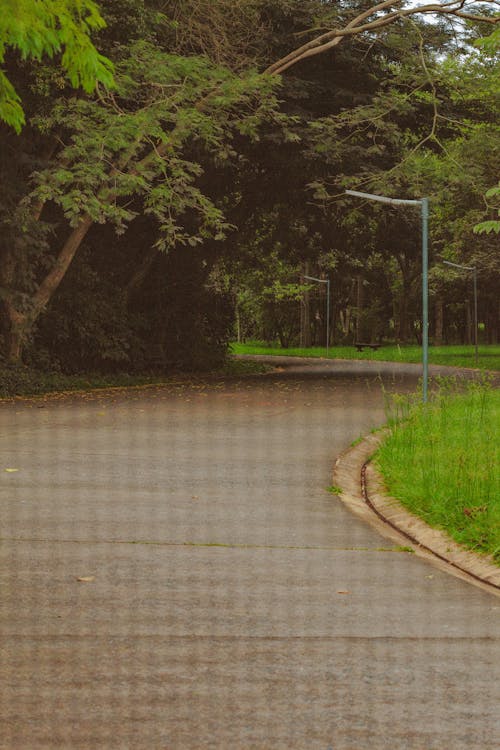 Empty winding asphalt road going between grassy lawn and tall green coniferous trees with thick branches in park on summer day