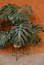 Green tropical potted plant monstera with long leaves placed near shabby stone wall in daylight