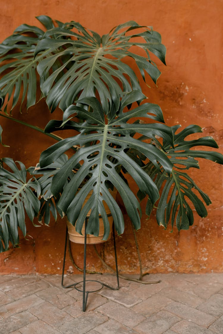 Potted Plant Growing Near Brown Wall