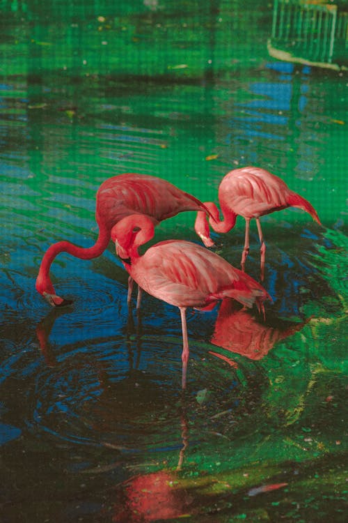 Beautiful flamingos in clear water