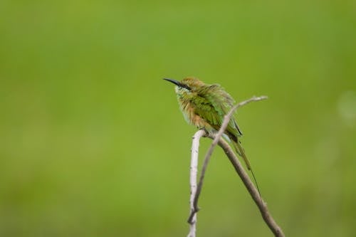 Gratis Pájaro Verde Y Marrón En La Rama De Un árbol Foto de stock