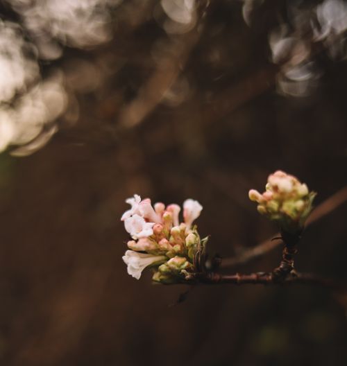 Free Detailed close-up of pink flower buds blooming on a branch with a blurred background, capturing nature's beauty. Stock Photo