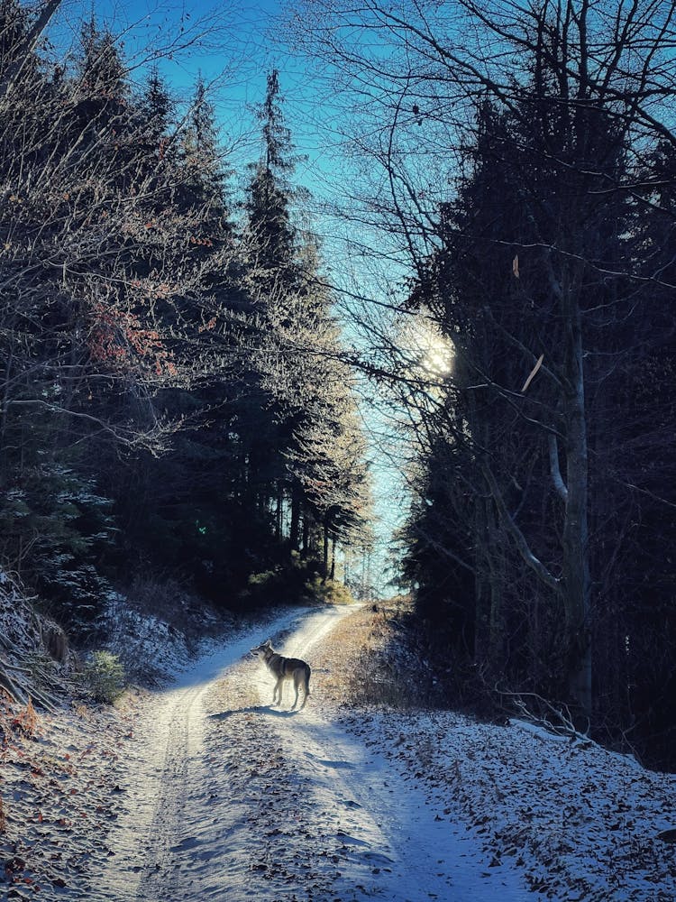 Wolf On Snow Covered Dirt Road