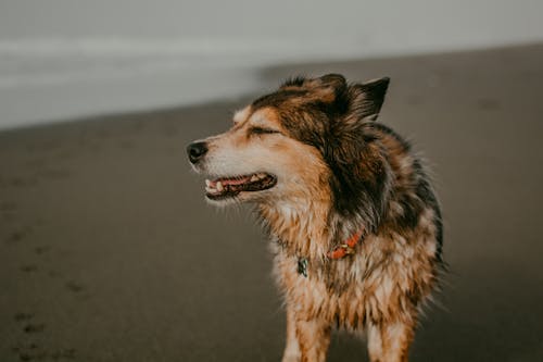 Free Close Up Photo of a Dog at the Beach Stock Photo