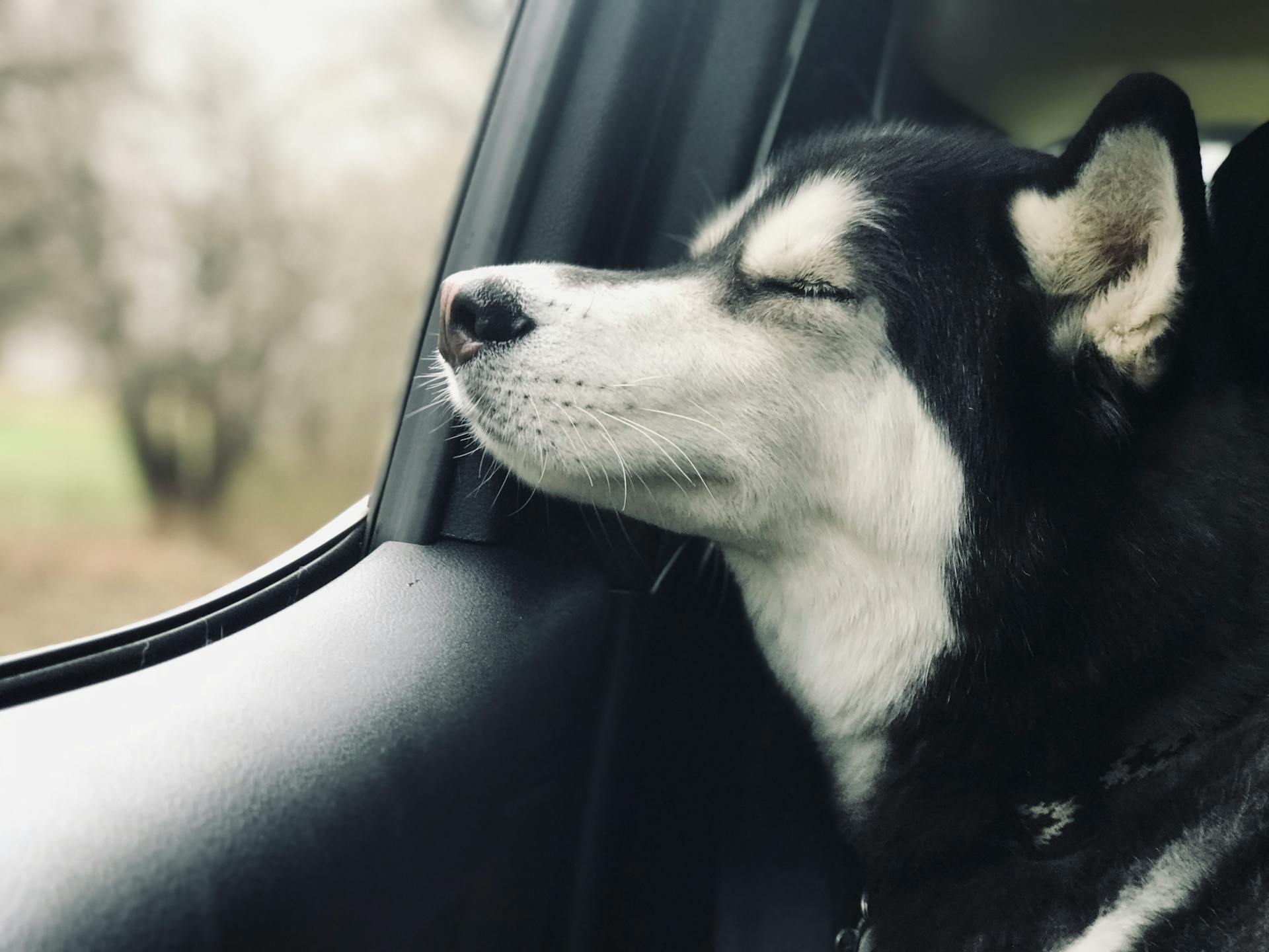 Black and White Siberian Husky on Car Seat