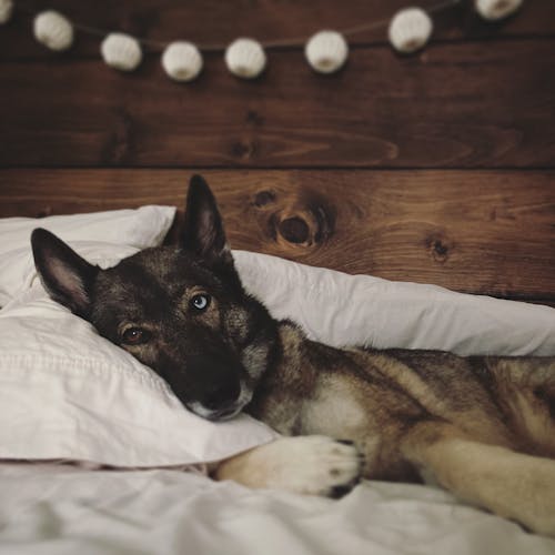 Free A Pet Dog Lying in Bed Stock Photo