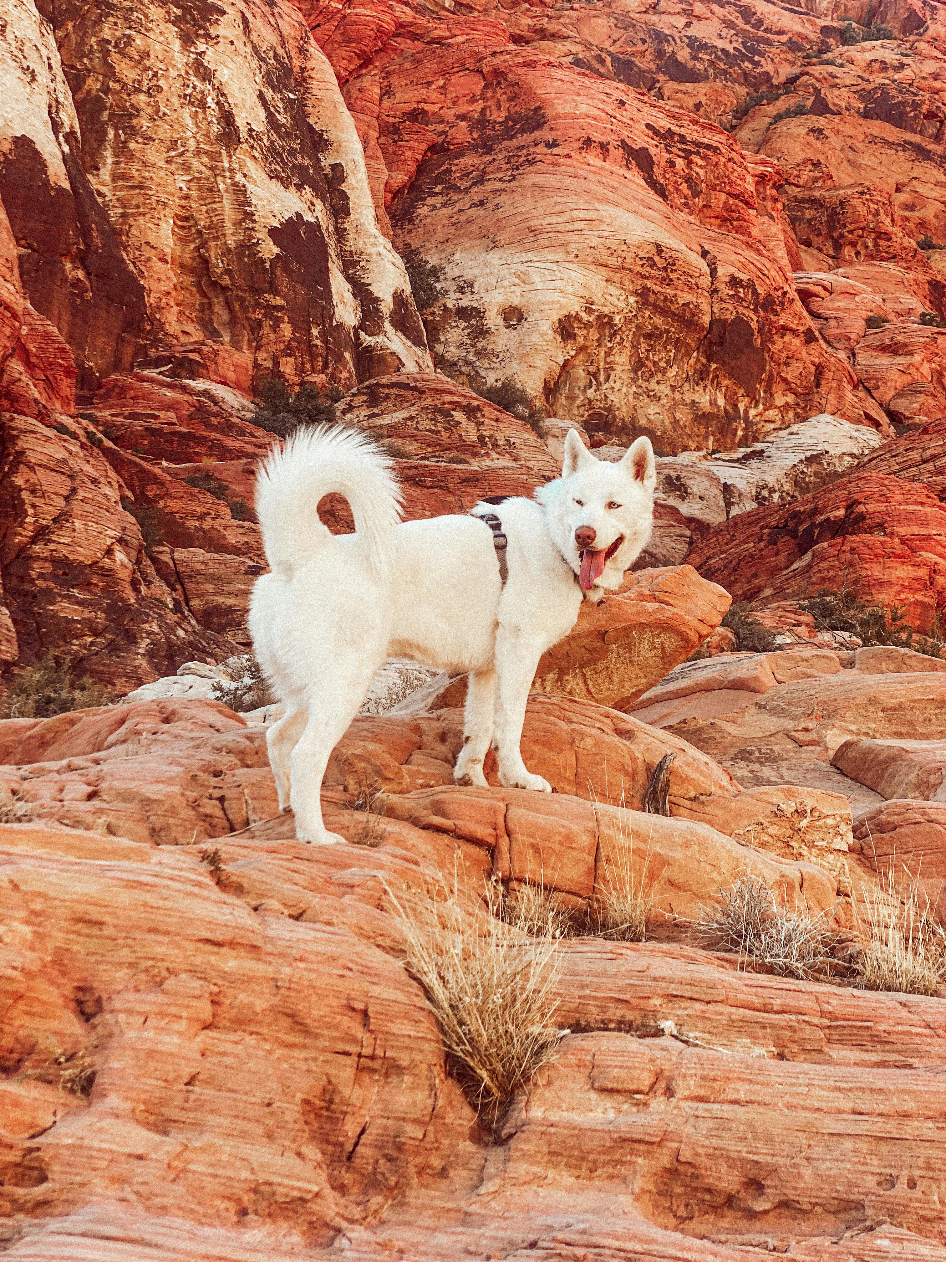 A white dog stands amidst striking red rock formations in Las Vegas, NV.