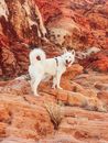 White Short Coated Dog on Brown Rock Formation