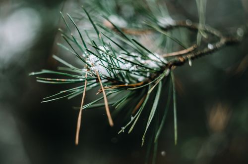 Free Macro shot of evergreen pine branch with snowflakes showcasing winter nature's beauty. Stock Photo