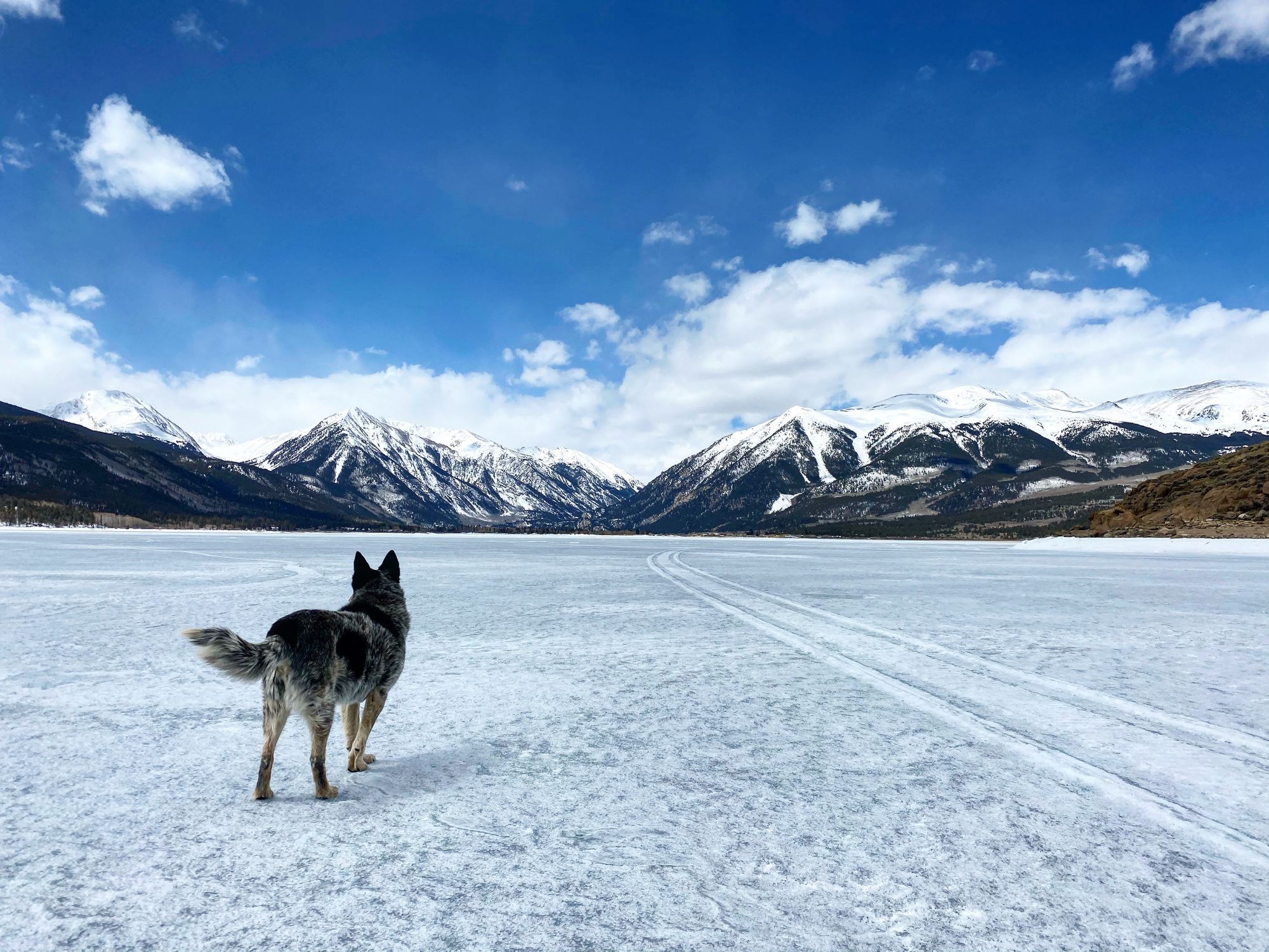 A dog stands on a frozen lake in Leadville, Colorado, overlooking snow-covered mountains.