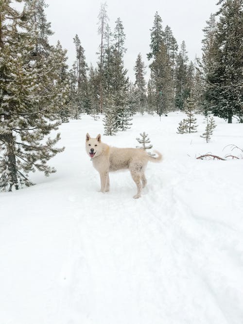 免費 下雪的, 冬季, 動物攝影 的 免費圖庫相片 圖庫相片