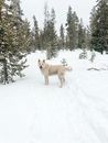 Free stock photo of canine, christmas, cold