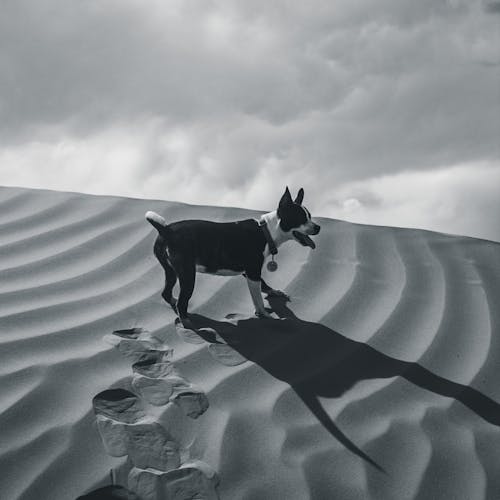 Grayscale Photo of Dog on Sand 