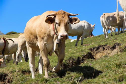 Vaca Blanca Y Marrón En Campo De Hierba Verde