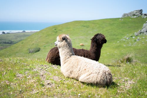 Free Alpacas Resting on Grass Stock Photo