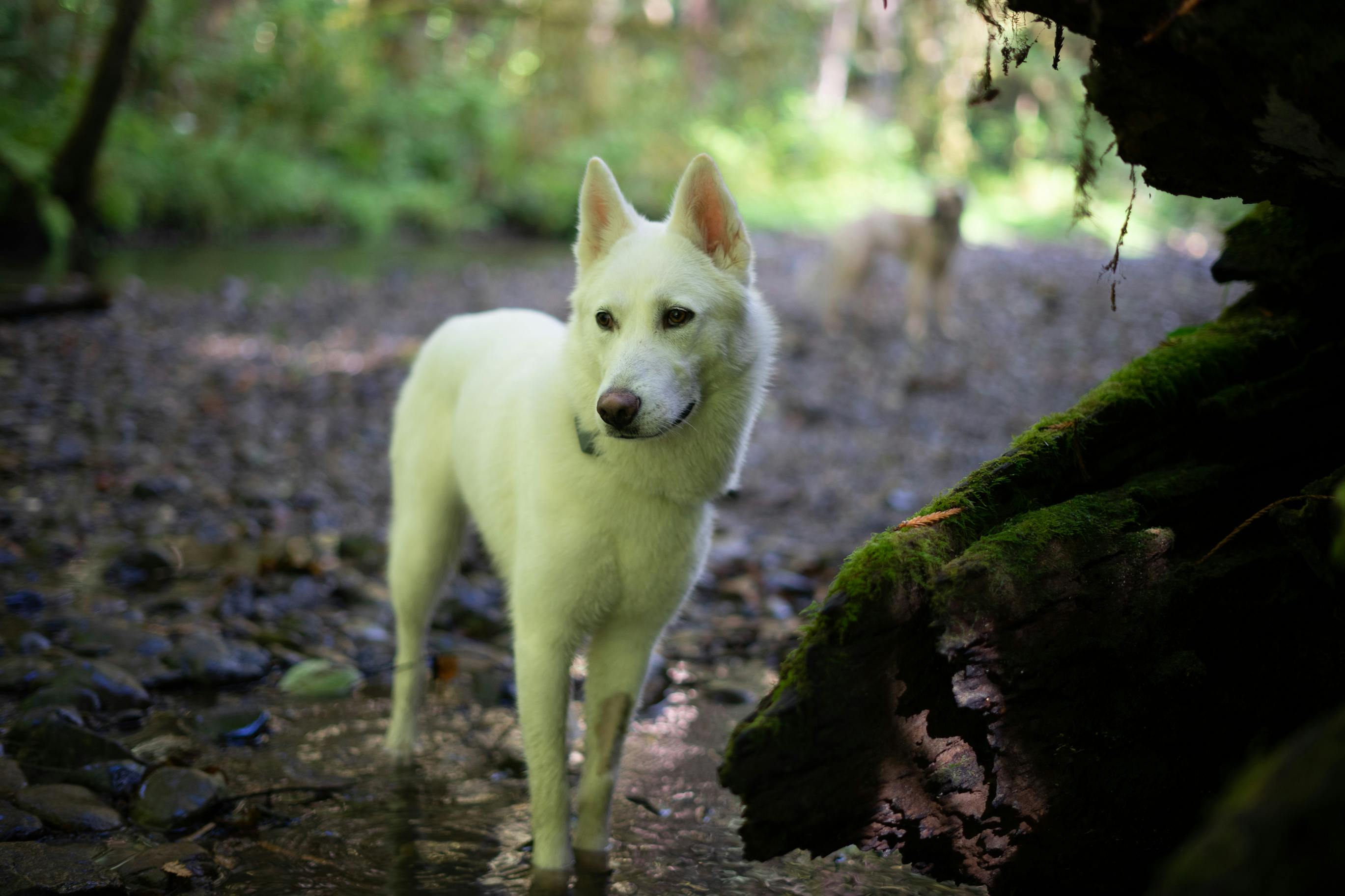 Mossy Dog Photos, Download The BEST Free Mossy Dog Stock Photos & HD Images