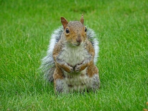 Brown Squirrel on Green Grass