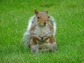 一只可爱的松鼠坐在户外公园生机勃勃的草地上，展现着它的自然栖息地