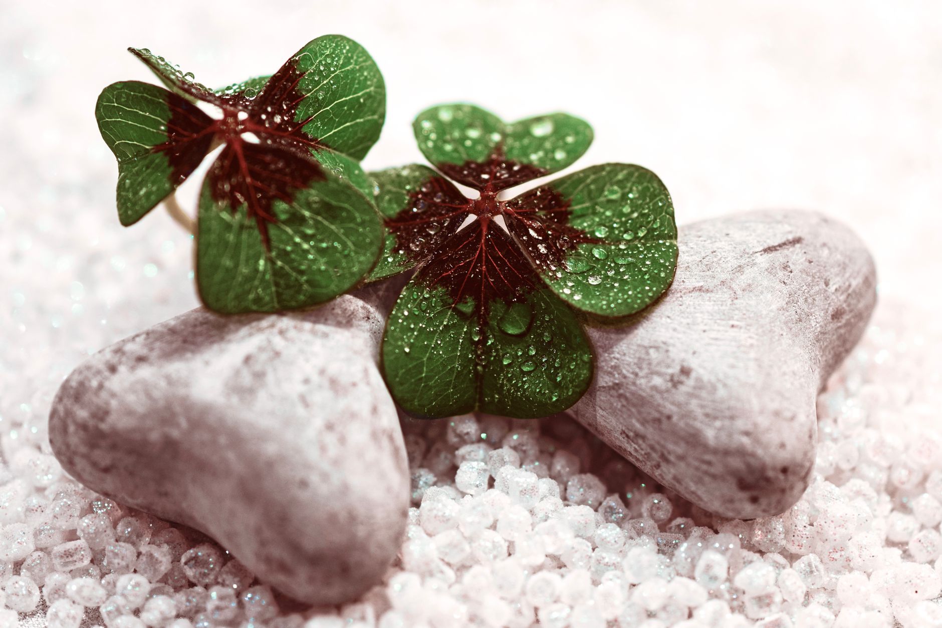 Thin flowers with drops of water on green petals placed on small heart shaped stones on decorative pebble on surface