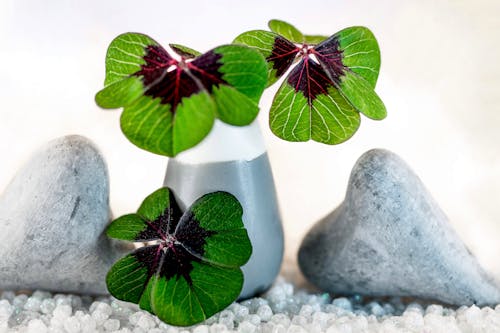 Green flowers near decorative stones