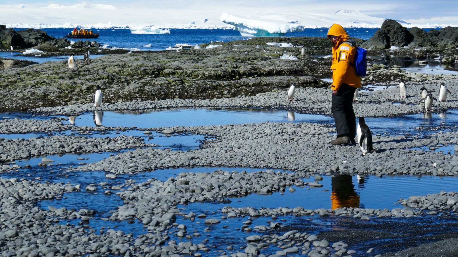 A traveler in an expedition parka standing among penguins on a rocky polar shore, a ship at anchor beyond.
